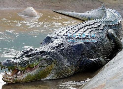 咸水鳄和被称之为是湾鳄,河水鳄,是现存的世界上最大的鳄鱼,平均的