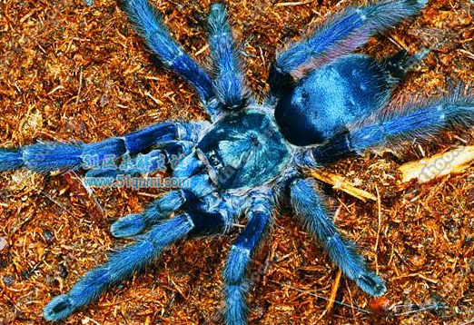 世界上最大的五种蜘蛛,第一名被称作长腿欧巴