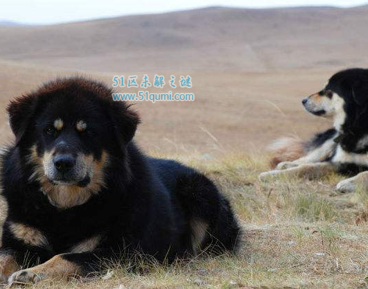蒙古獒和藏獒有什么区别对比起来哪个更加厉害