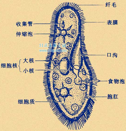 草履虫的结构图详解它真的是原核生物吗