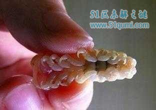 蛊虫饲养过程是怎样的它是真实存在的吗