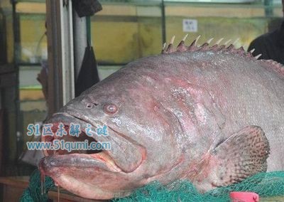 龙趸是什么鱼马来西亚发现龙趸王重达400斤