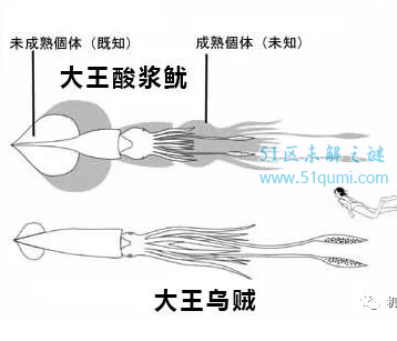 大王酸浆鱿是世界最大的鱿鱼它与大王乌贼的区别