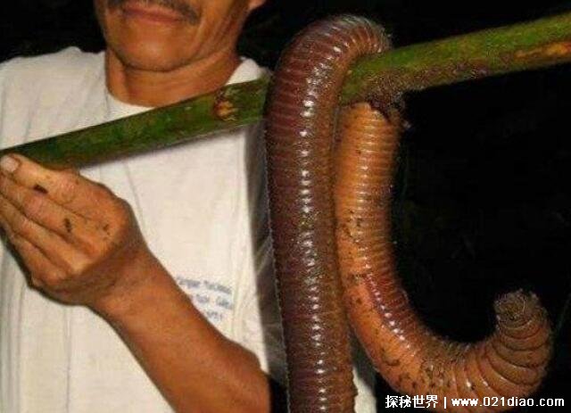 世界上最长的蚯蚓,澳大利亚巨型蚯蚓(长3米重1斤)