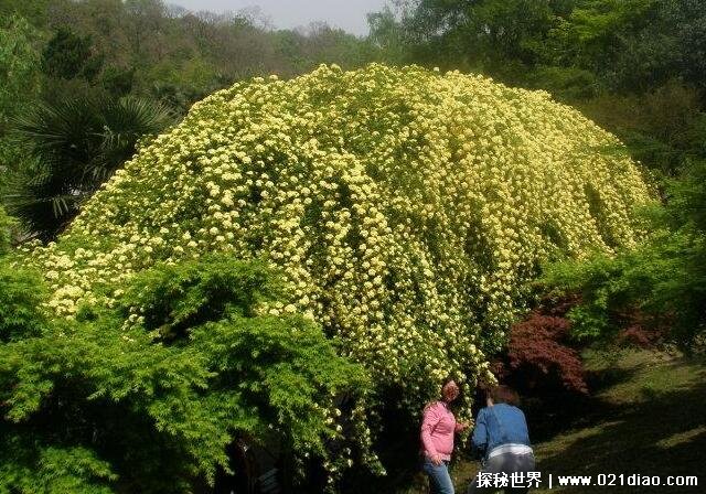 木香花为什么不能种在家里，被称为鬼招手(迷信说法)