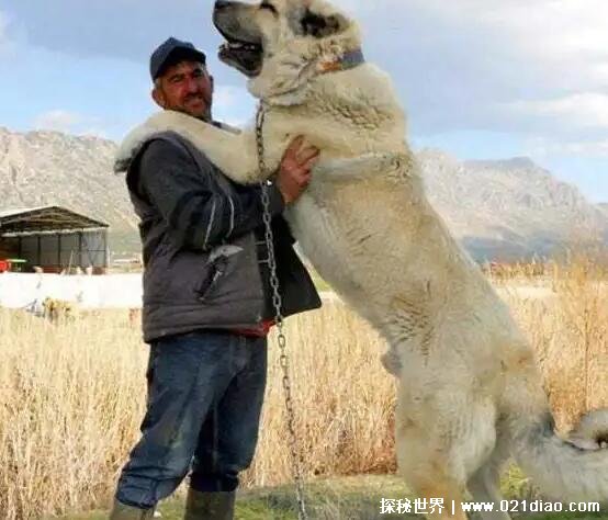 作为土耳其巨型犬的坎高,被列为国家一级保护动物,不仅是最大狗还是
