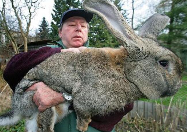最大的兔子 巨型图片
