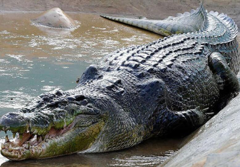世界最大的鳄鱼品种图片