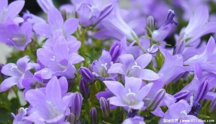 紫色彼岸花的真正花语图片