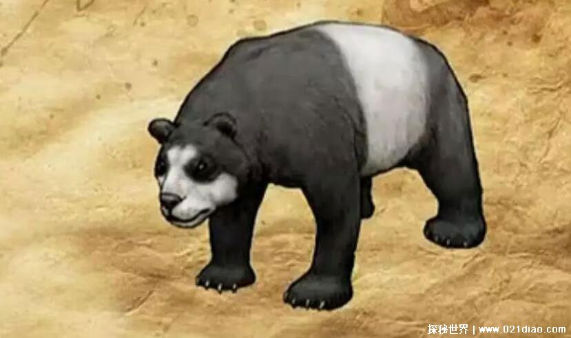 原始熊猫图片